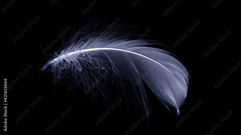 Naklejka premium Feather close up. Nature abstract bird feather texture isolated isolated on black background in macro photography, soft focus. Fashion color trends spring summer.