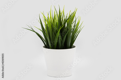 green plant in a white pot on a white background