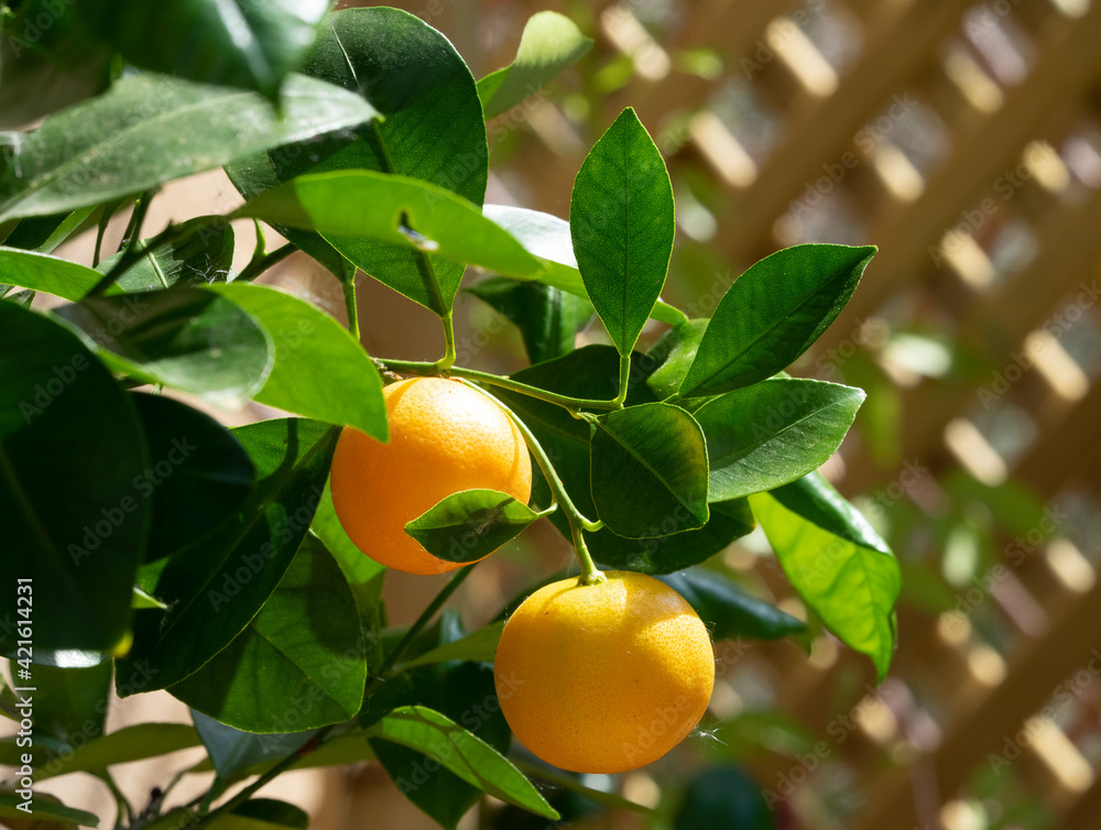 (Citrus × microcarpa) Cultivated calamansi or calamondin, ornamental shrub in Europe producing small and round fruits with orange color like tangerines peel when ripe