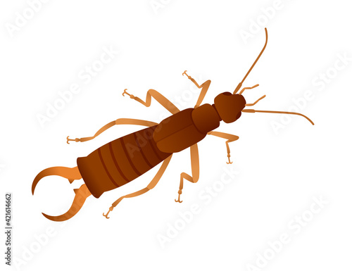 Top view of insect bug earwig cartoon animal design vector illustration isolated on white background photo