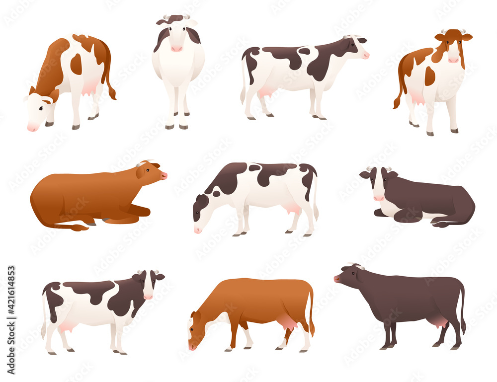 Set of dairy cattle simmental and ayrshire cow spotted domestic mammal animal cartoon design vector illustration on white background Set of dairy cattle simmental and ayrshire cow spotted domestic mammal animal cartoon design vector illustration on white background