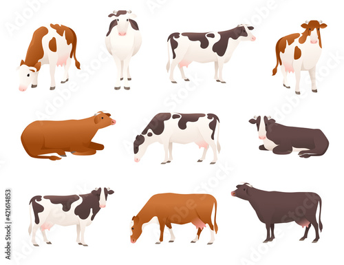 Set of dairy cattle simmental and ayrshire cow spotted domestic mammal animal cartoon design vector illustration on white background