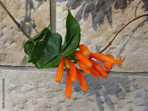 Beautiful branch of tropical orange flowers Pyrostegia venusta in spring in Israel against a background of a sandstone wall. Close-up of nature. photo