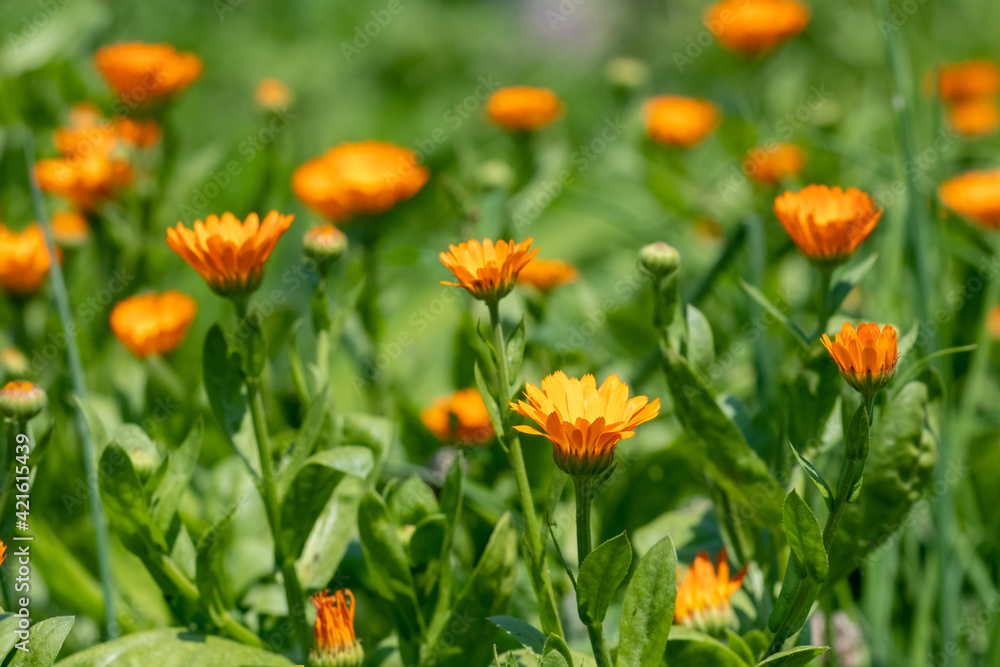 Calendula flowers in the garden, calendula flowering, calendula - a medicinal plant Calendula flowers in the garden, calendula flowering, calendula - a medicinal plant