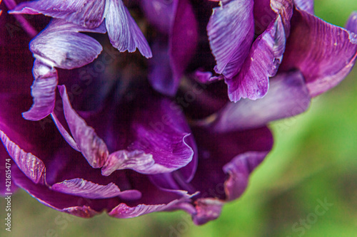 Fototapeta Naklejka Na Ścianę i Meble -  Purple tulip flowers in spring time. Close up macro of fresh spring flower in garden. Soft abstract floral poster, extremely macro, selective focus. Inspirational floral wallpaper holidays card