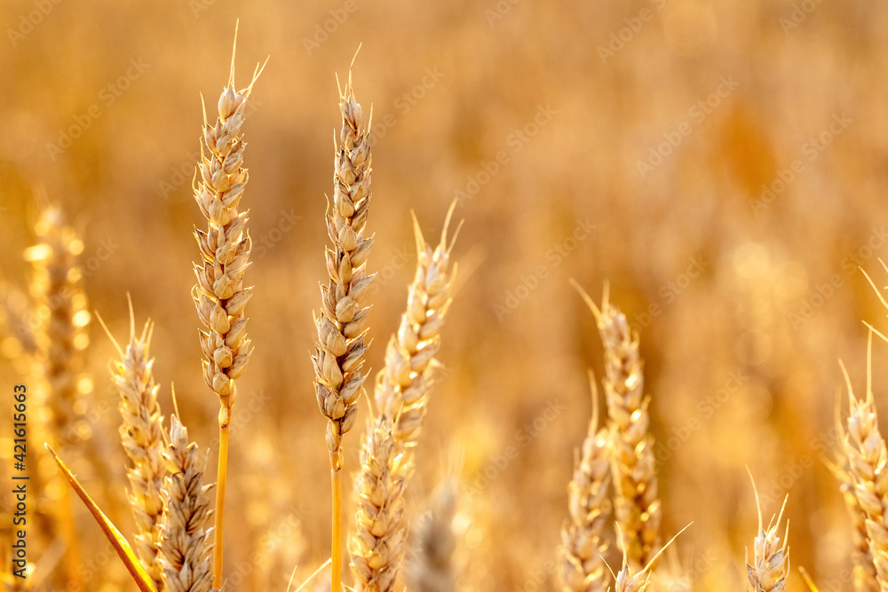 Ripe ears of wheat in a field on a blurred background in gold tones Ripe ears of wheat in a field on a blurred background in gold tones
