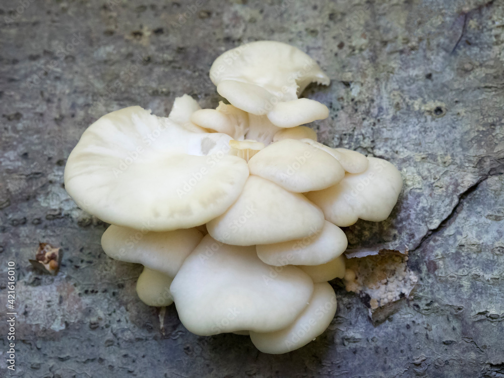 USA, Washington State. Central Cascades, white cheese polypore. USA, Washington State. Central Cascades, white cheese polypore.