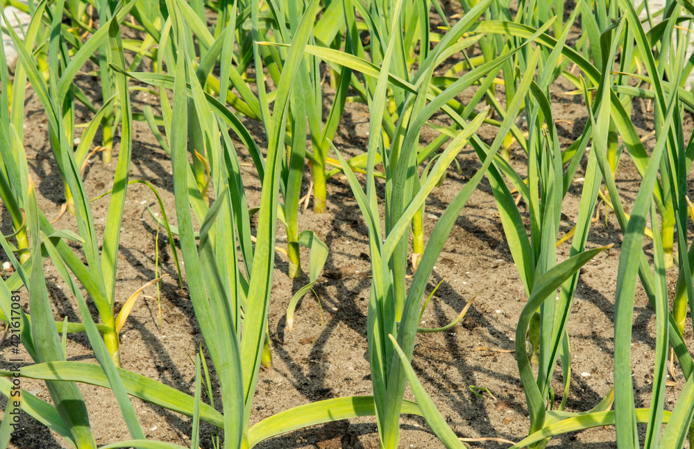 Spring crop - feathers of green onions and garlic grow in the garden. Spring crop - feathers of green onions and garlic grow in the garden.