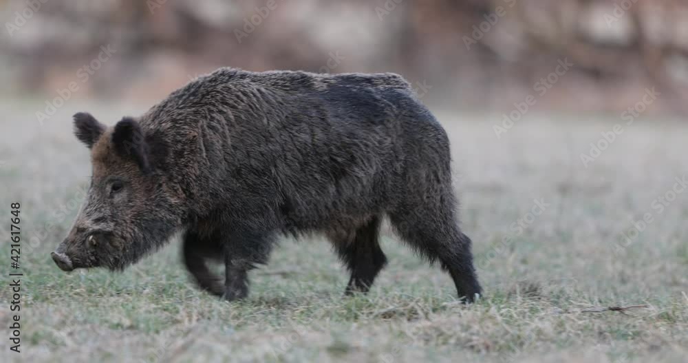 Wild boar (sus scrofa ferus) eating in grass on winter day. Wildlife in natural habitat Wild boar (sus scrofa ferus) eating in grass on winter day. Wildlife in natural habitat