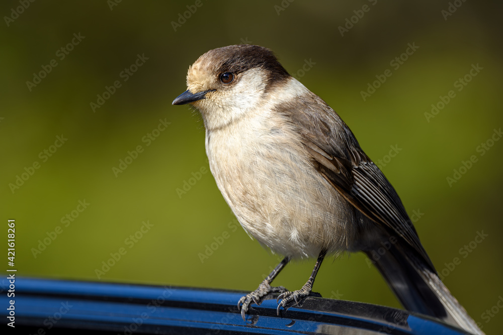 Obraz premium A wild Canada Jay (Perisoreus canadensis) in winter plumage landed on a car door in a popular park in British Columbia