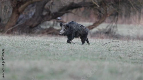 Wild boar ( sus scrofa ferus) in the woods