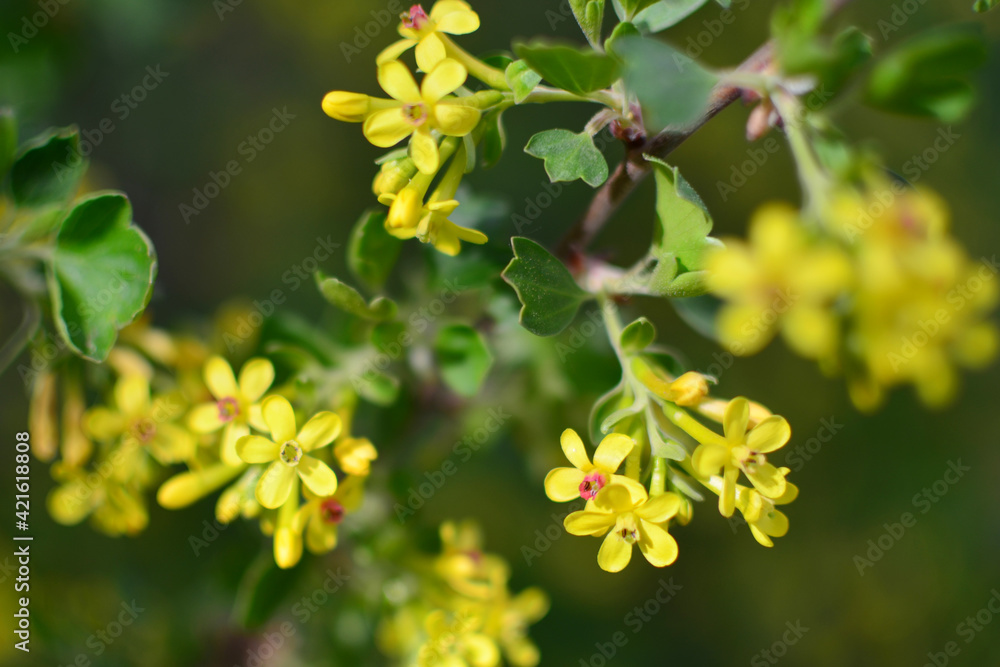 Spring seasonal background with blooming yellow tree branches, natural seasonal floral background. Selective focus Spring seasonal background with blooming yellow tree branches, natural seasonal floral background. Selective focus