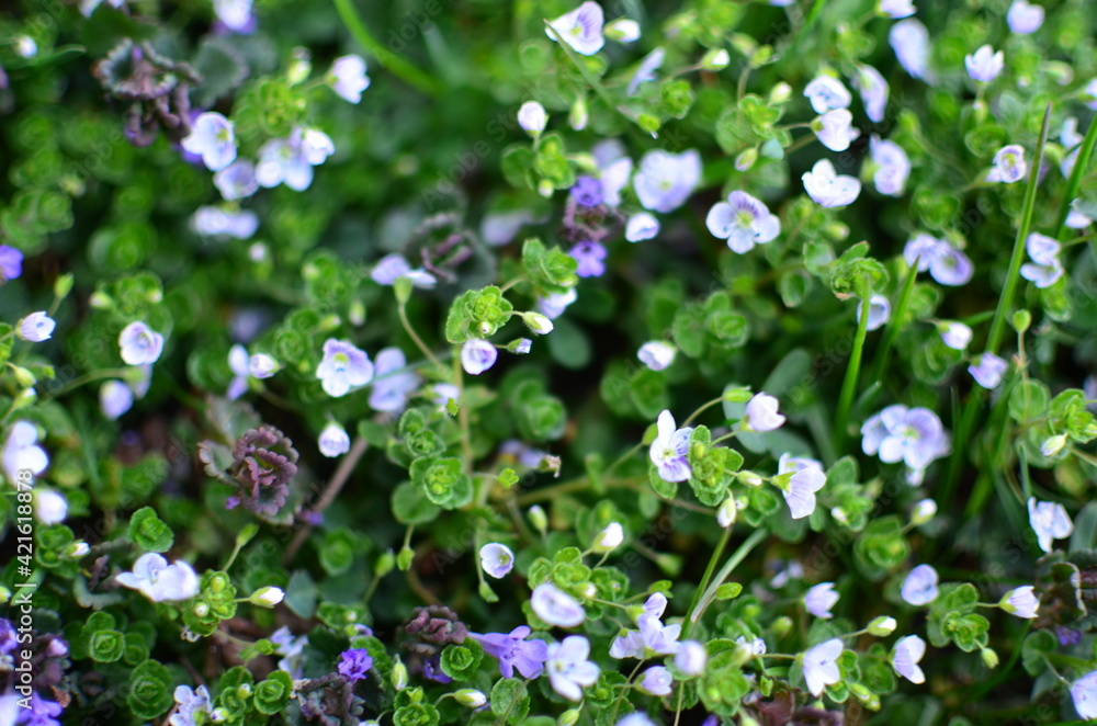 Bunch of small many bluebell flowers on green grass ground field meadow in bright sunny warm spring day light. Selective focus Bunch of small many bluebell flowers on green grass ground field meadow in bright sunny warm spring day light. Selective focus