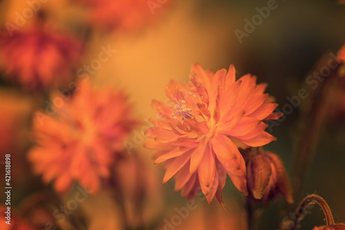 Orliki - Aquilegia.  Pomarańczowe kwiaty orlików na rozmytym tle. Sezon wiosenny w ogrodzie. Columbine flowers.  © anettastar