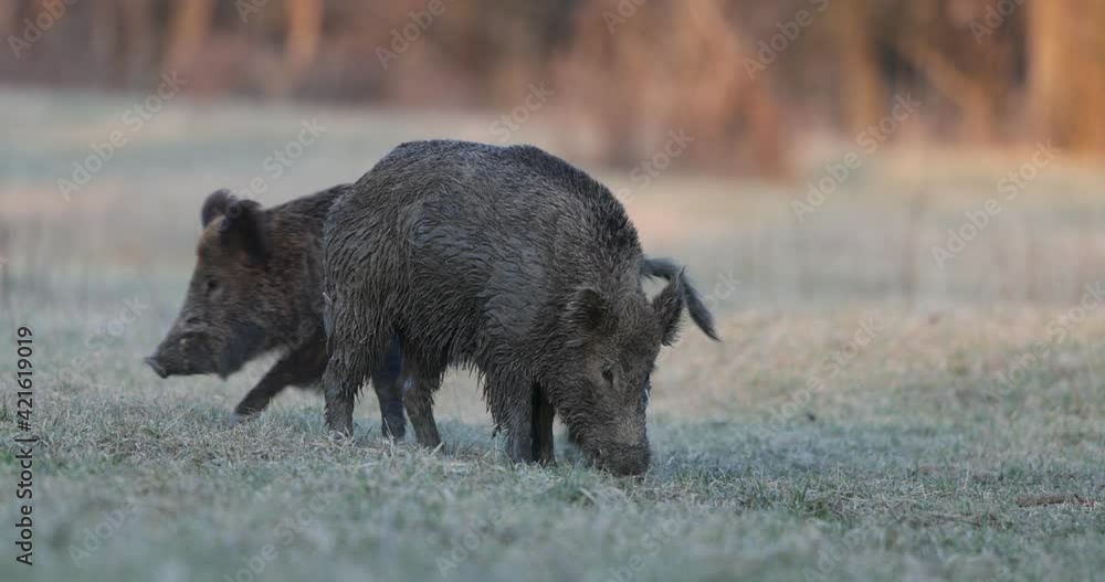 Two wild boars (sus scrofa ferus) fighting about food. Wildlife in natural habitat Two wild boars (sus scrofa ferus) fighting about food. Wildlife in natural habitat