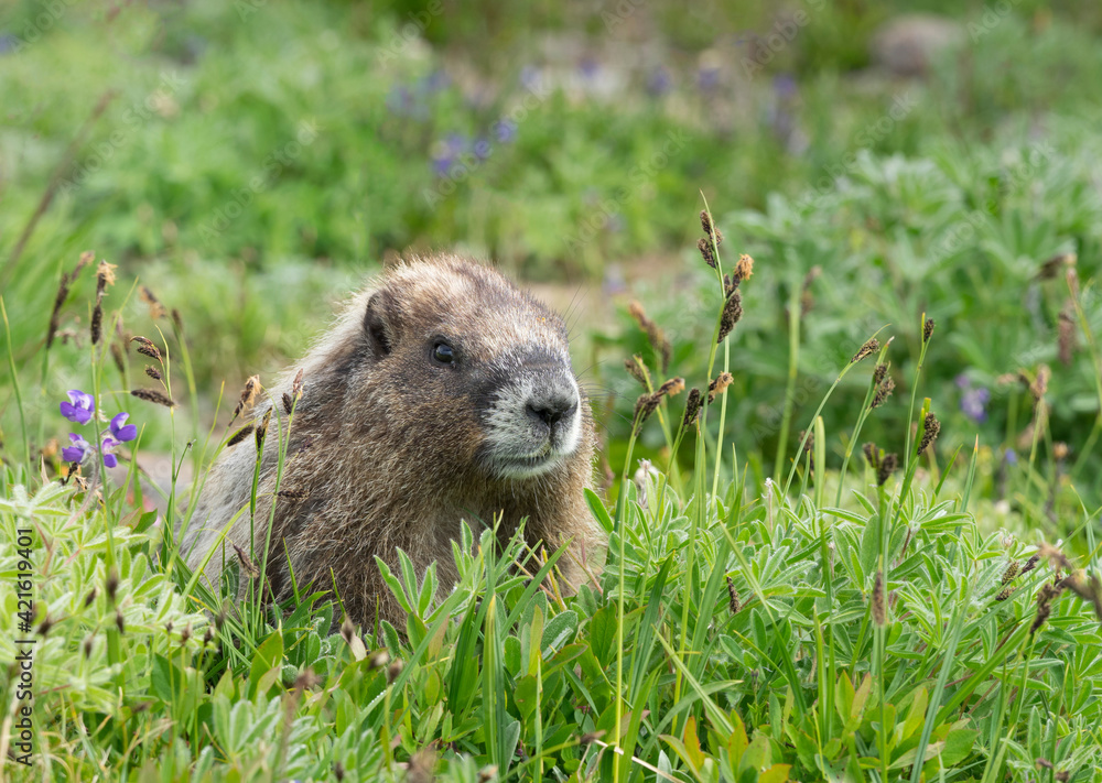 WA, Mount Rainier National Park, Hoary Marmot (Marmota caligata) WA, Mount Rainier National Park, Hoary Marmot (Marmota caligata)