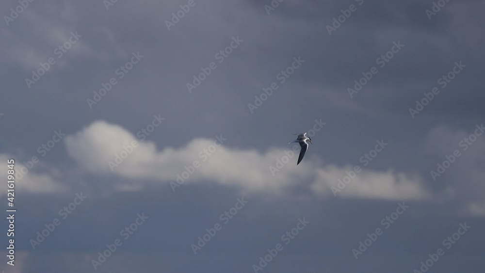 Slow motion seagull flies on a beautiful sky Slow motion seagull flies on a beautiful sky