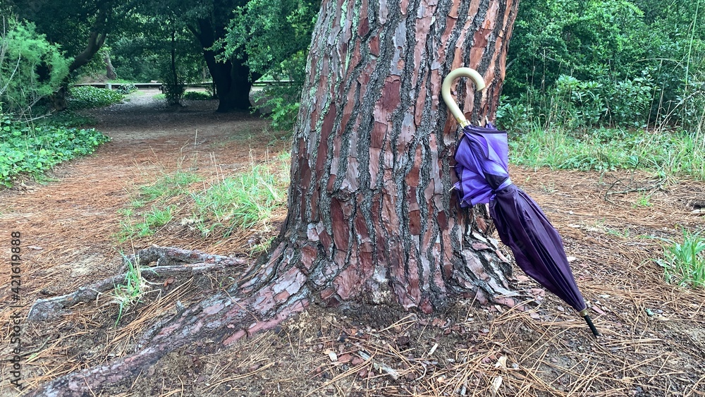paraguas apoyado sobre árbol en el medio del bosque - umbrella leaning on tree in the middle of the forest