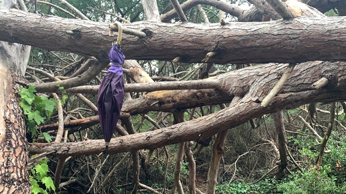 Foto paraguas colgado y olvidado en rama de árbol en el medio del bosque -  umbrella
