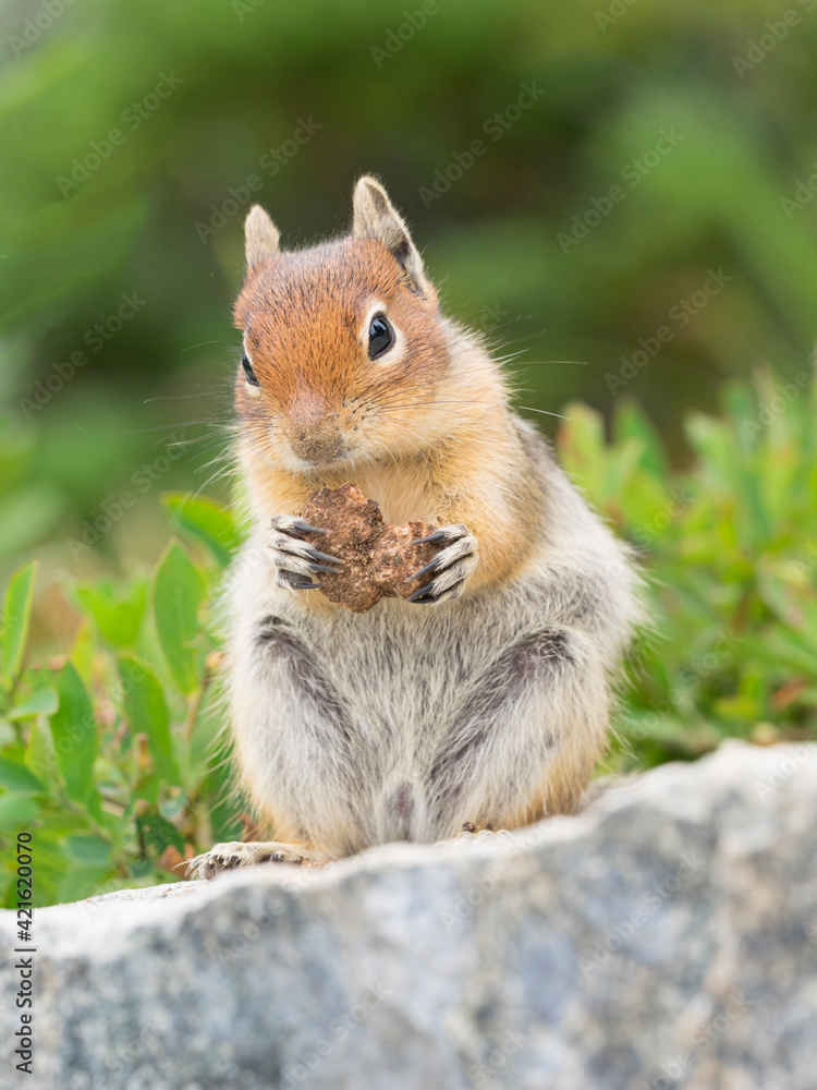 WA, Mount Rainier National Park, Golden Mantled Ground Squirrel (Spermophilus lateralis) WA, Mount Rainier National Park, Golden Mantled Ground Squirrel (Spermophilus lateralis)