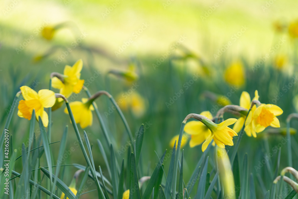 Obraz premium Daffodils in springtime, UK
