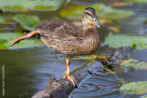 WA, Juanita Bay Wetland, Mallard duckling (Anas platyrhynchos), female