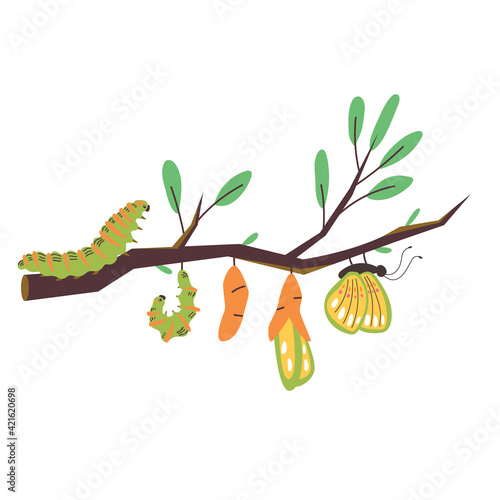 Stages of growth from a caterpillar to a butterfly. The emergence of new insect life. Vector modern illustration