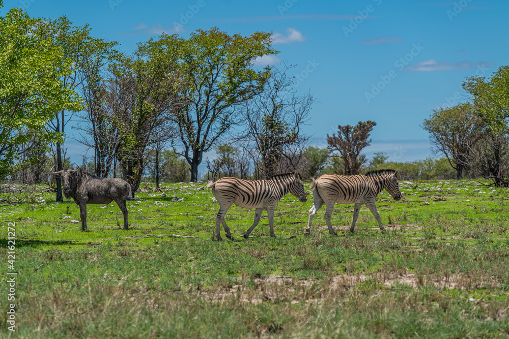 Naklejka premium Zebra and wildebeest, gnu, walking on green grass of Etosha National Park, Namibia.