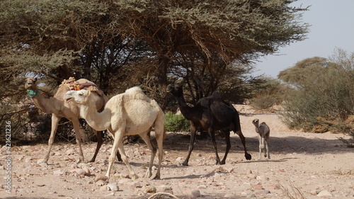 Fototapeta Naklejka Na Ścianę i Meble -  Camels with their babies in the desert in Saudi Arabia (3 hours from Riyadh)