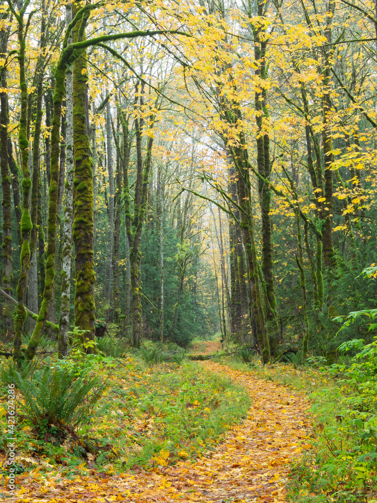 Obraz premium WA, Tiger Mountain, Leaf covered trail