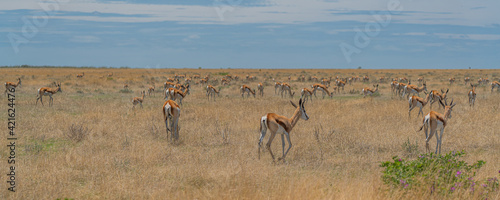 The springbok medium-sized antelope stay in the savanna at the Etosha Pan. Etosha National Park