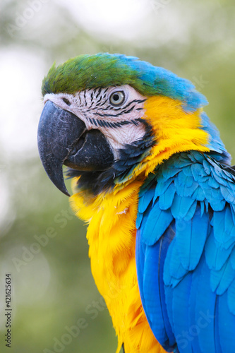 A macaw type parrot with yellow blue feathers