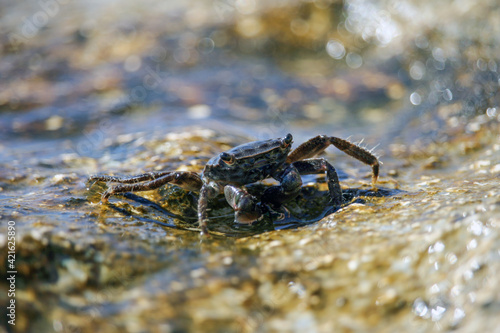 Crab © Barbara