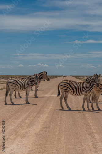 Herd of Zebras crossing the street at the Etosha Pan in Etosha National Park  Namibia