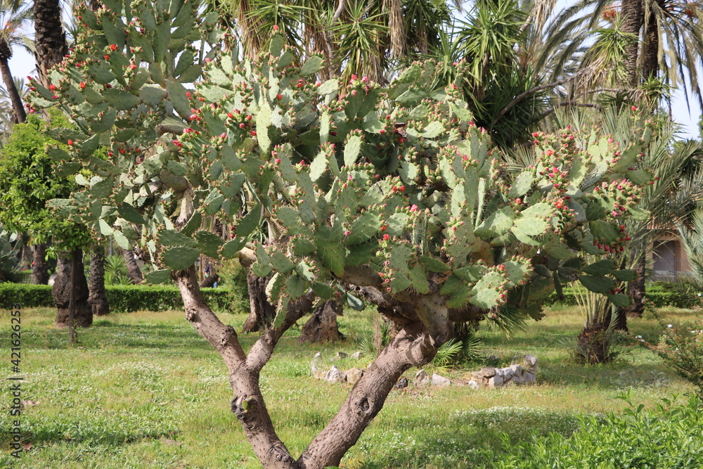 Φωτογραφία Big old Opuntia ficus-indica with flowers in Palermo, Sicily Italy