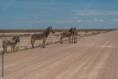 Herd of Zebras crossing the street at the Etosha Pan in Etosha National Park  Namibia