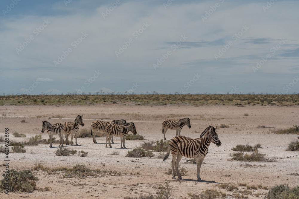 Zebras at the Etosha Pan in Etosha National Park, Namibia