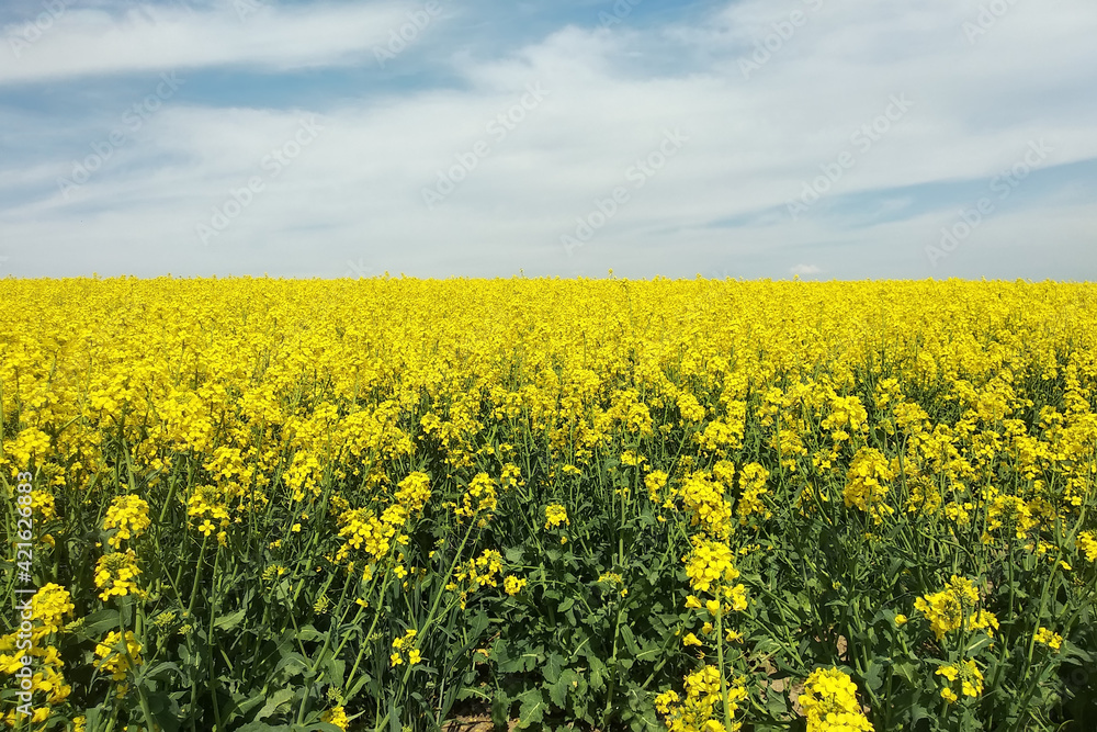 Amazing bright colorful spring and summer landscape for wallpaper. Yellow field of flowering rape and tree against a blue sky with clouds. Natural landscape background with copy space, Ukraine