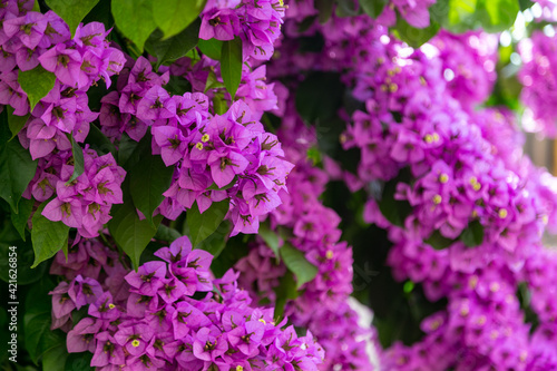 Blooming magenta bougainvillea flowers in summer season. Close-up of bright pink bush as floral natural background. Typical exotic plant in Greece  Spain  Turkey and other south european destinations