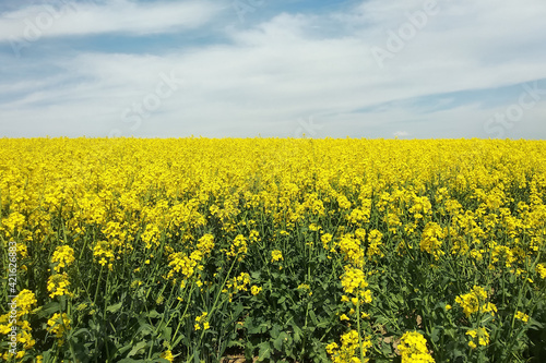 Amazing bright colorful spring and summer landscape for wallpaper. Yellow field of flowering rape and tree against a blue sky with clouds. Natural landscape background with copy space, Ukraine © Iryna