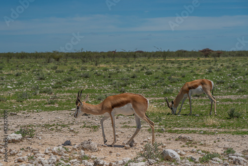 The springbok, medium-sized antelope beside the road at Etosha National park. Namibia