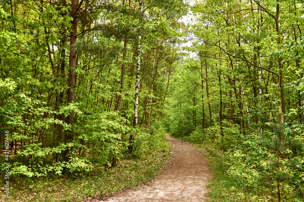 Fototapeta premium Waldweg im grünen Mischwald