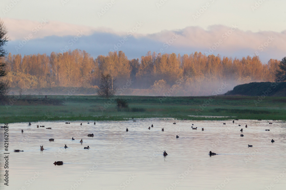 Naklejka premium Autumn sunrise over wetlands