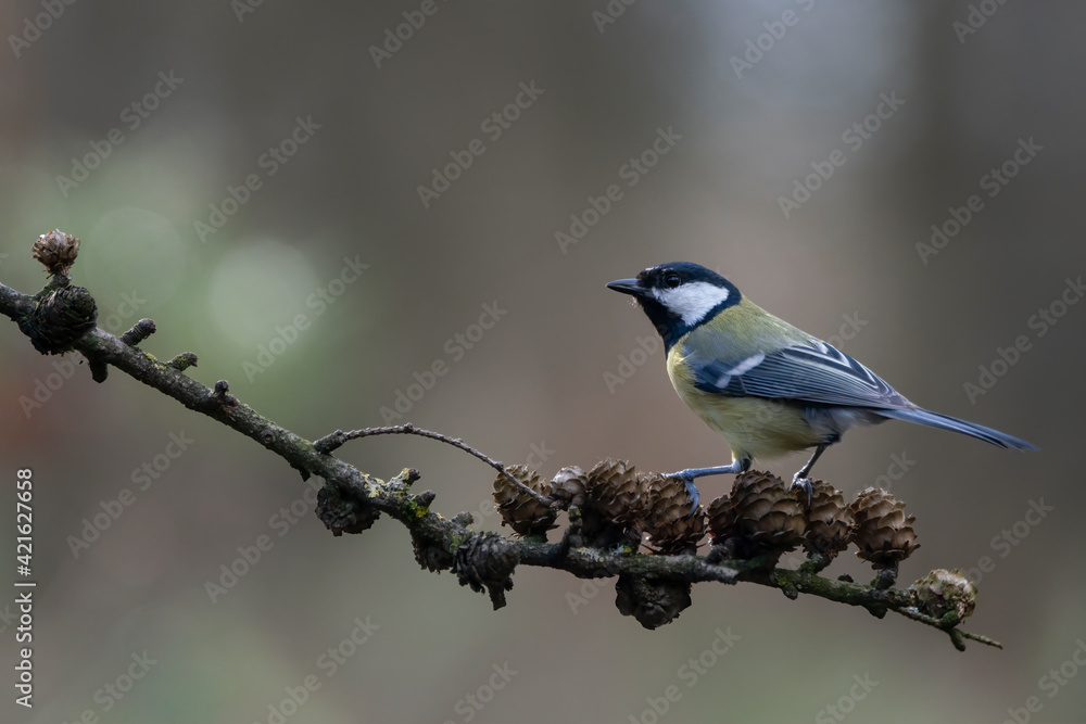 Great Tit (Parus major) on a branch of Larch (Larix x eurolepis) in the forest of the Netherlands. 