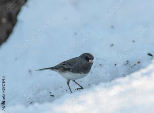 Dark Eyed Junco Bird in Snow with Seed in Mouth © Kayla