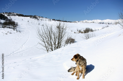 Beautiful dog in the snow admires the snowy landscape. Dog adventure in the mountains.