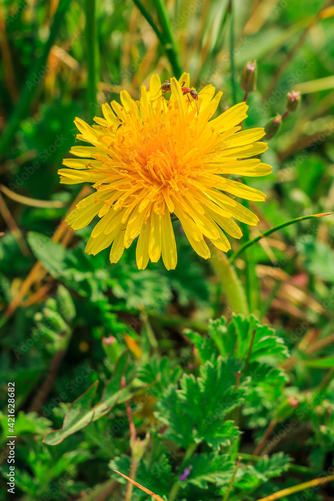 Single bloom of the flowers dandelions in a meadow. Insect ant between the yellow petals in detail. Green grass in the sunshine. Open flower head with petals with flower pollen Single bloom of the flowers dandelions in a meadow. Insect ant between the yellow petals in detail. Green grass in the sunshine. Open flower head with petals with flower pollen