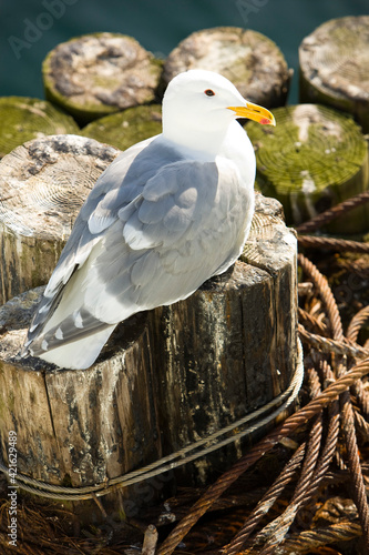 Seagull on ferry piling.  Whidby Island, WA photo