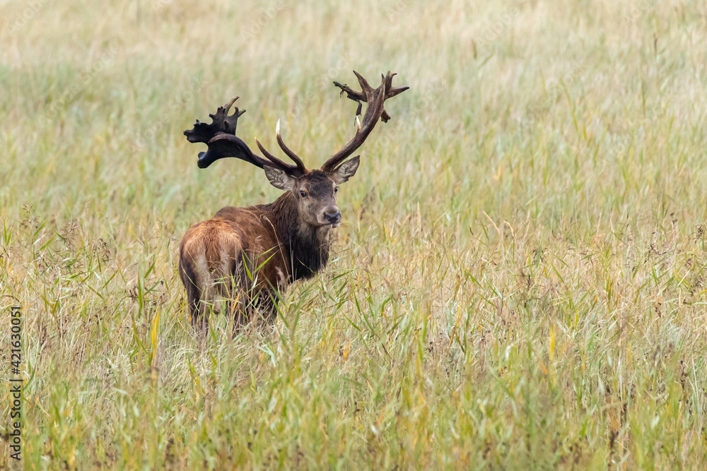 Obraz premium Rothirsch 22