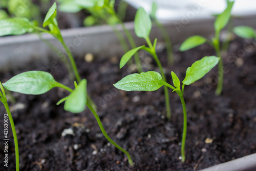 Young seedlings of peppers grow in a pot. Vegetable seedlings in pots